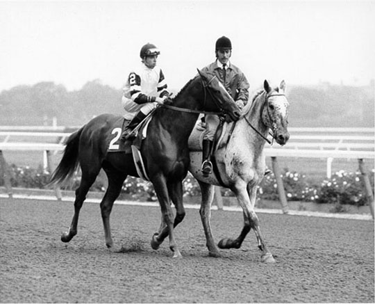 Affirmed at Belmont