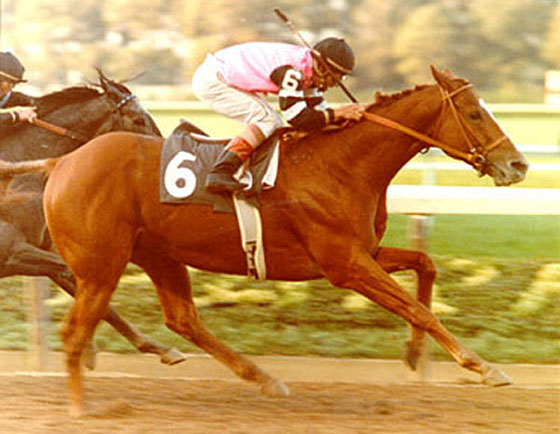 Affirmed Gold Cup