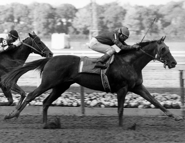 Alydar  The Champagne