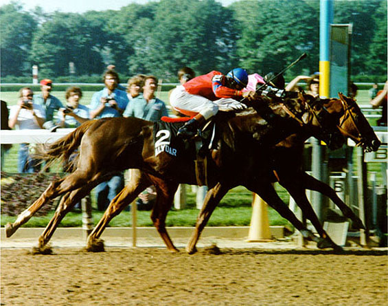 Alydar & Affirmed - The Belmont