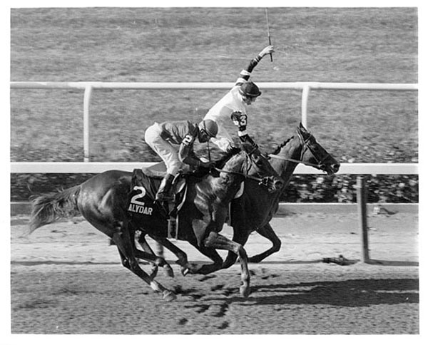 Alydar & Affirmed The Belmont Finish