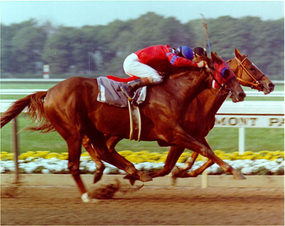 Alydar The Champagne