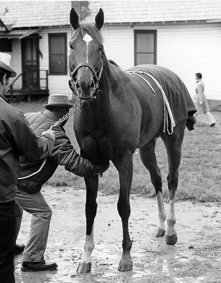 Secretariat  Morning Bath